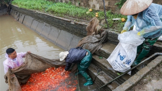 Làng cá chép đỏ Thủy Trầm rộn ràng đón Tết