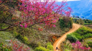 Xuân tràn đất nước