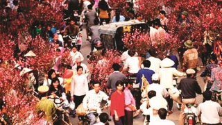 Nhịp phố xuân hoa