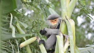 Hai cá thể voọc chà vá chân xám xuất hiện trong vườn nhà dân