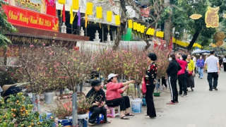 Ngập tràn sắc xuân chợ hoa Hàng Lược dịp cuối năm