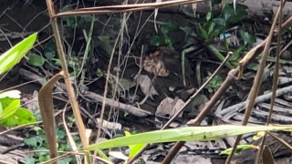 Phát hiện nhiều bộ phận thi thể người tại một con kênh ở Vĩnh Long