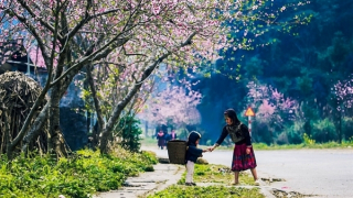 Miền Bắc mùng 2 Tết nắng ấm, Trung Bộ mưa nhiều nơi