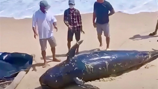Xác cá voi nặng gần 1 tấn dạt vào bờ biển Khánh Hòa