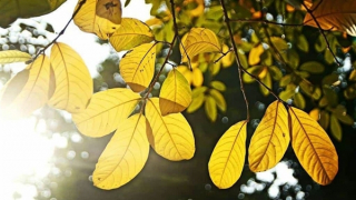 Miền Bắc nắng ấm mùng 5 Tết, độ ẩm cao