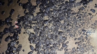 Xử lý sự cố hàng nghìn cục dầu hắc ín dạt vào bờ biển Vũng Áng