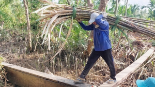Nông dân ở Cù Lao Dung phấn khởi được vụ mía