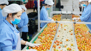 Xuất khẩu nông sản khởi sắc đầu năm