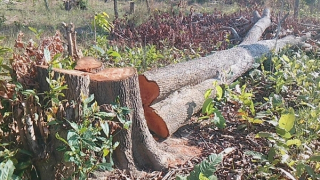 Lợi dụng đêm giao thừa để phá rừng