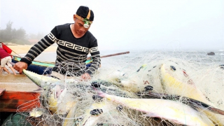 Ngư dân Quảng Bình phấn khởi đón “lộc biển” đầu năm