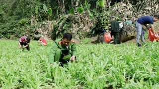 Truy tìm chủ nhân 3.800 cây thuốc phiện trồng giữa rừng sâu