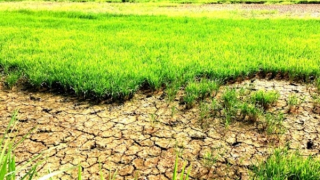 Thấp thỏm lo hạn mặn đến sớm