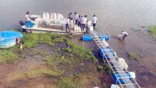 Thả hàng chục nghìn con cá giống để tái tạo nguồn lợi thủy sản đầm Trà Ổ