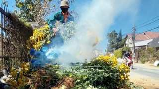 Người Đà Lạt nhổ hoa đem đốt