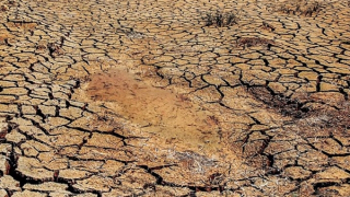 Hơn 21.000ha rừng ở Cà Mau có khả năng xảy ra cháy vì khô hạn