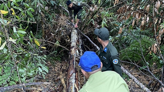 Xử lý nghiêm vụ phá rừng tự nhiên để làm đường dây điện