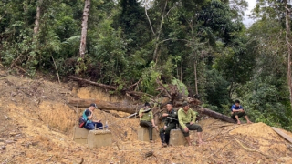 Xử lý nghiêm vụ phá rừng tự nhiên để làm đường dây điện