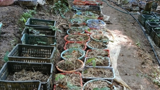 Hơn 800 cây sâm Ngọc Linh nhiều năm tuổi bị nhổ trộm