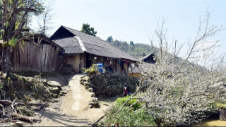 Du xuân trên rẻo cao