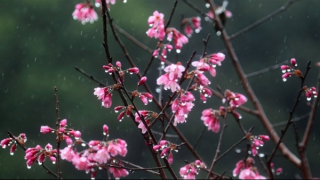 “Bữa ấy mưa xuân phơi phới bay”...