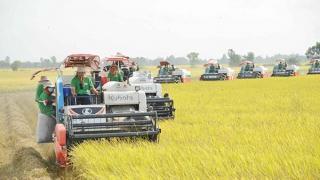 Xuất khẩu gạo năm 2024 có còn “rộng cửa”?