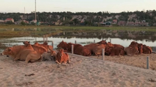 Truy tìm kẻ trộm 12 con bò của nông dân trong đêm khuya