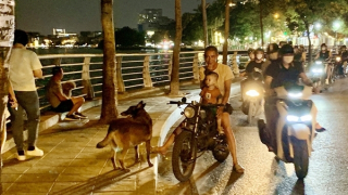 Vì sao tử vong do bệnh dại gia tăng?