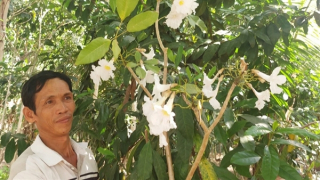 Độc lạ: Cây kèn hồng cho hoa màu trắng ở Sóc Trăng