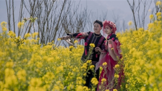 Du khách mê mẩn với đồi hoa cải vàng rực tại Fansipan