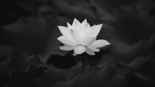 Trung tá Đỗ Đăng Thùy từ trần