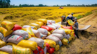 Lập sàn giao dịch lúa gạo để minh bạch kinh doanh