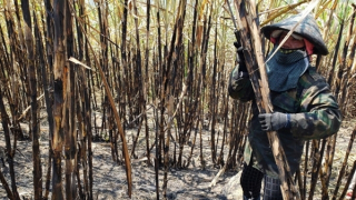 TP Kon Tum giúp nhân dân khắc phục hậu quả vụ cháy trên cánh đồng mía