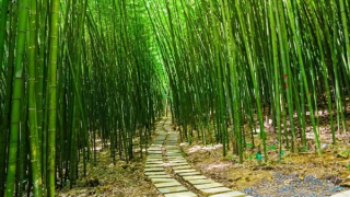 Trúc nơi những mảnh vườn nghệ thuật!