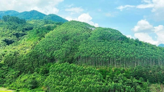 Tiềm năng lớn để phát triển thị trường carbon