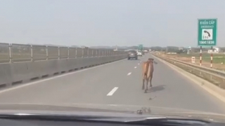 Tài xế hú hồn vì bò tung tăng chạy trên cao tốc 2 làn