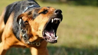 Một con chó nghi dại chạy rông ngoài đường đã cắn liên tiếp 7 người