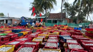 Ngư dân Bình Định trúng đậm mùa cá cơm