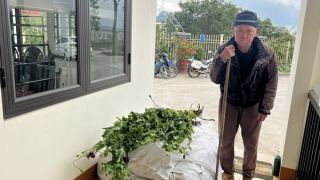 Ông lão 82 tuổi bí mật trồng 750 cây thuốc phiện cạnh nhà