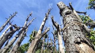 Người dân bức xúc trước việc hàng loạt cây xanh ở Pleiku bị đốn hạ