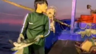 Ngư dân Bình Định thả đồi mồi quý hiếm mắc lưới về biển