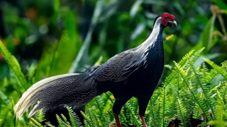 Phát hiện nhiều loài động vật quý hiếm trên núi Bạch Mã