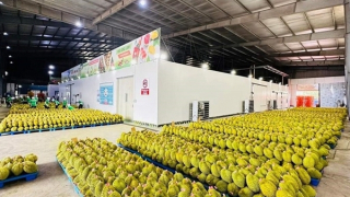 Yêu cầu truy xuất 30 lô sầu riêng xuất đi Trung Quốc bị cảnh báo