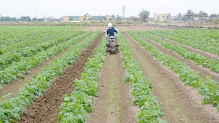 Bài 2: Nhiều kỳ vọng đột phá, hồi sinh đồng ruộng