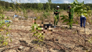 Phát hiện thi thể người trong vườn tràm mới trồng