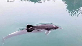 Cá heo lần đầu xuất hiện tại vịnh Hạ Long
