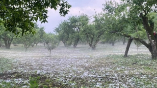 Hàng nghìn ha mận hậu hư hại do mưa đá tại Sơn La