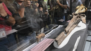 Cá heo nước ngọt khổng lồ