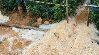 Sau Sơn La, Yên Bái, mưa đá lại “tấn công” Lâm Đồng