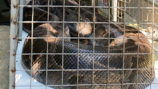 Ra thăm vườn, chủ nhà tá hoả đụng phải trăn khủng