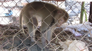 Khỉ nuôi nhốt tại nhà cắn vợ chồng gia chủ nhiều nhát